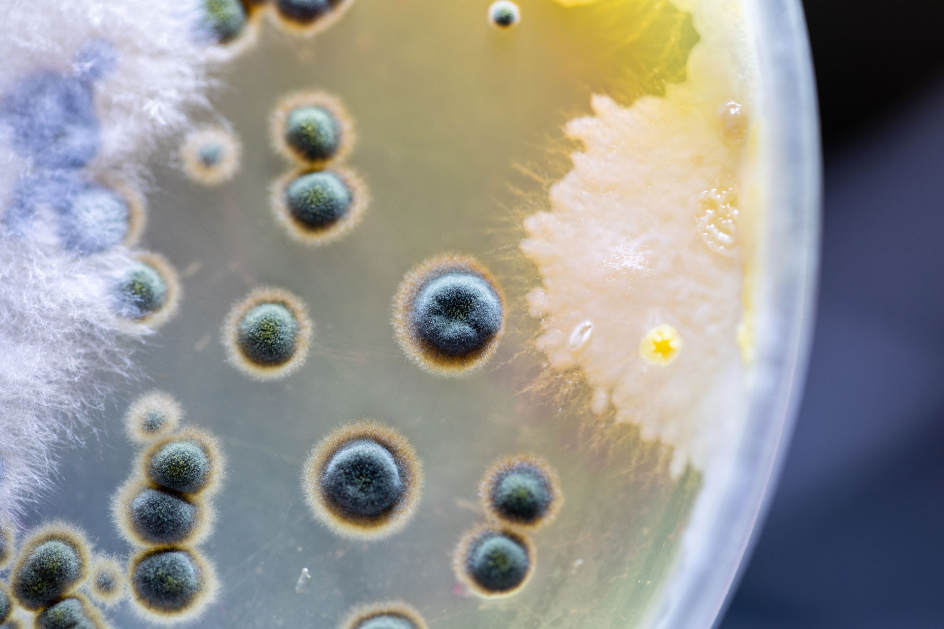 Colonies of bacteria and funghi in Petriglass“: © Adobe Stock