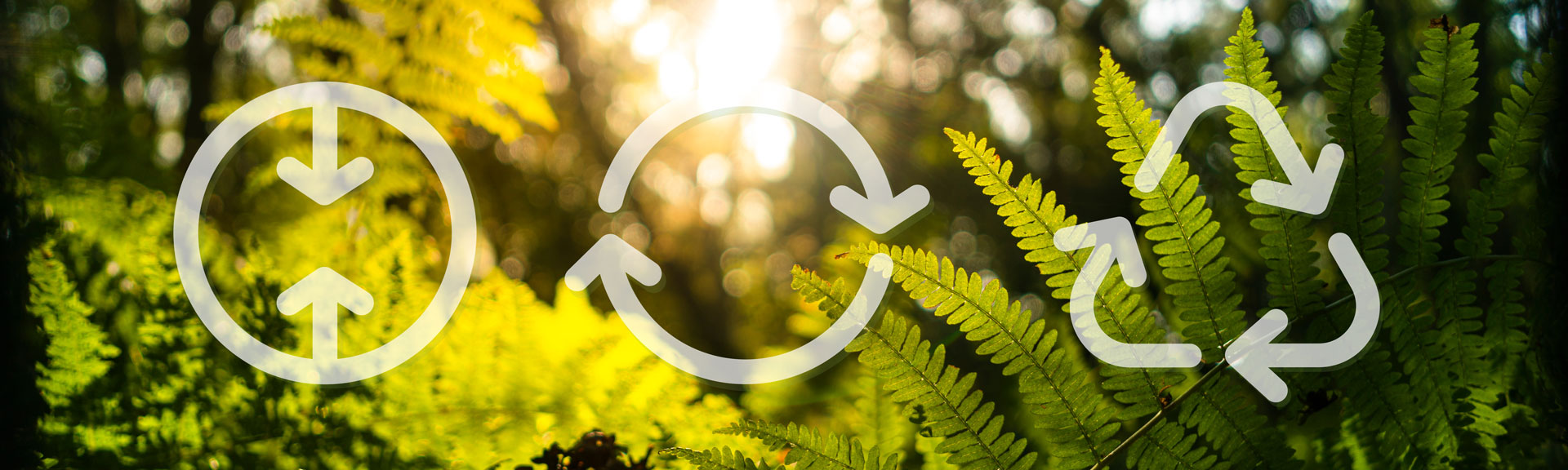 Panoramic of a woodland bracken in autumn © Adobe Stock