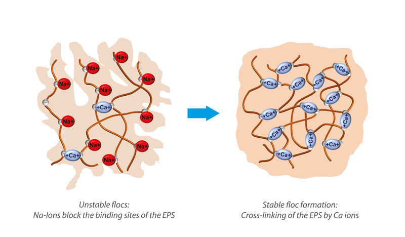 Chalk stabilizes the flocs © BIOMONTAN GmbH